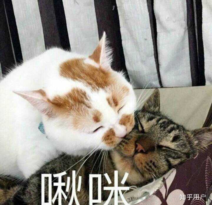 万能表情包?excuse me,当然要举爪我们可爱的楼楼小猫咪了.