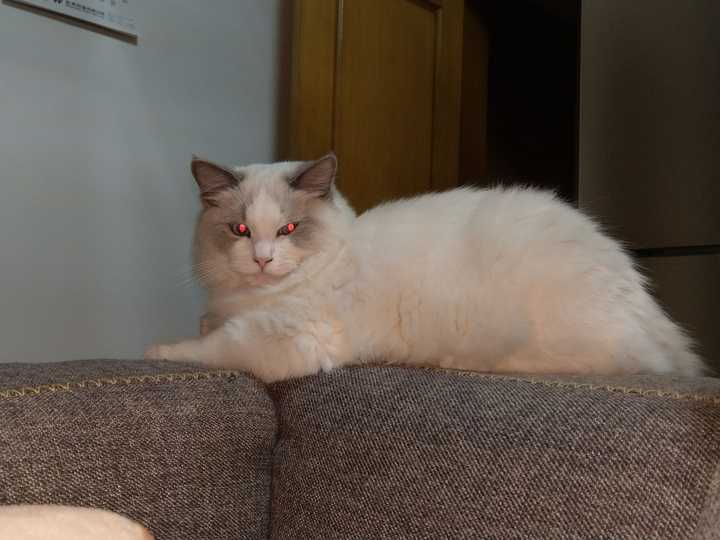 为什么这只布偶猫的眼珠是红色的?