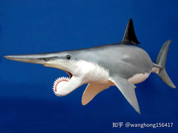 巨齿鲨megalodon(体长17-20米) 新近纪最大海洋生物:须鲸balaenoptera