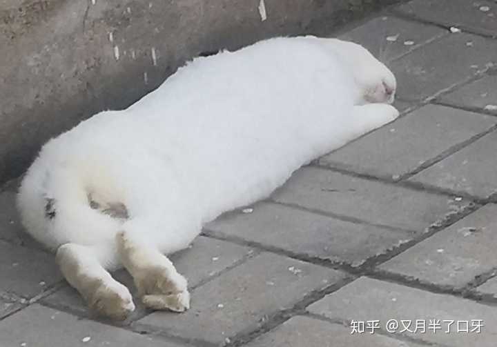 请问一下,兔兔睡觉的姿势是什么样子的?
