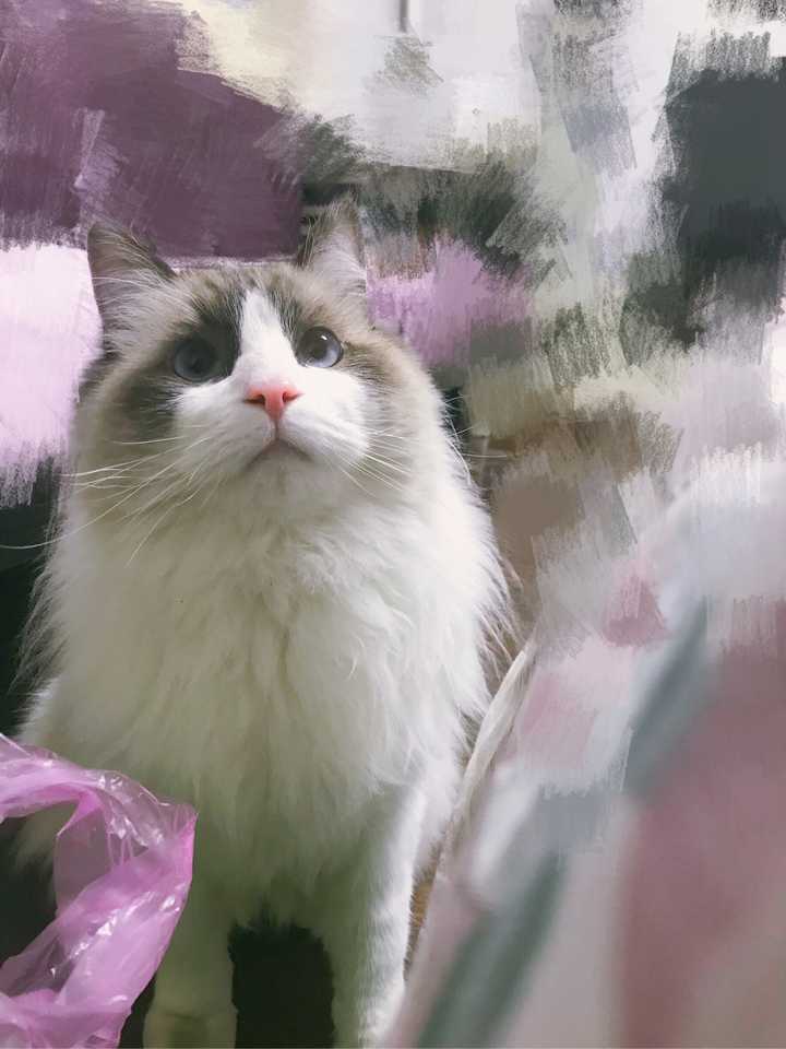 这只布偶猫两个月大了 他是纯白没面具吗 还是没出花色呢?