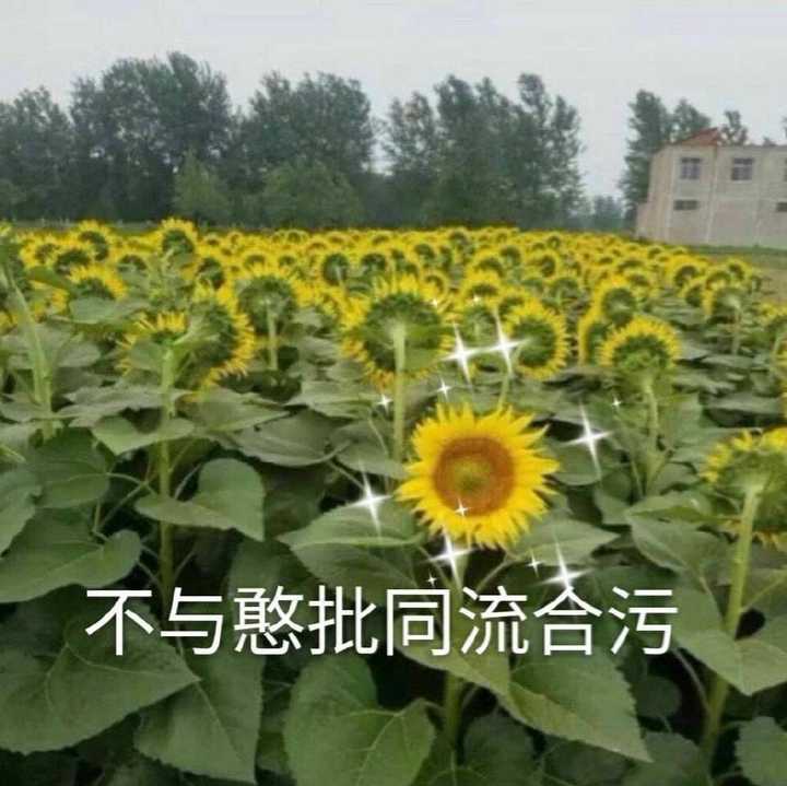 有没有一看就想笑的表情包?