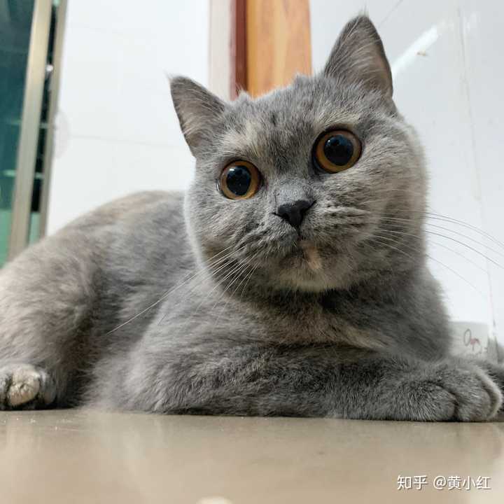 家有蓝乳英短,有关英短繁育配色的问题?