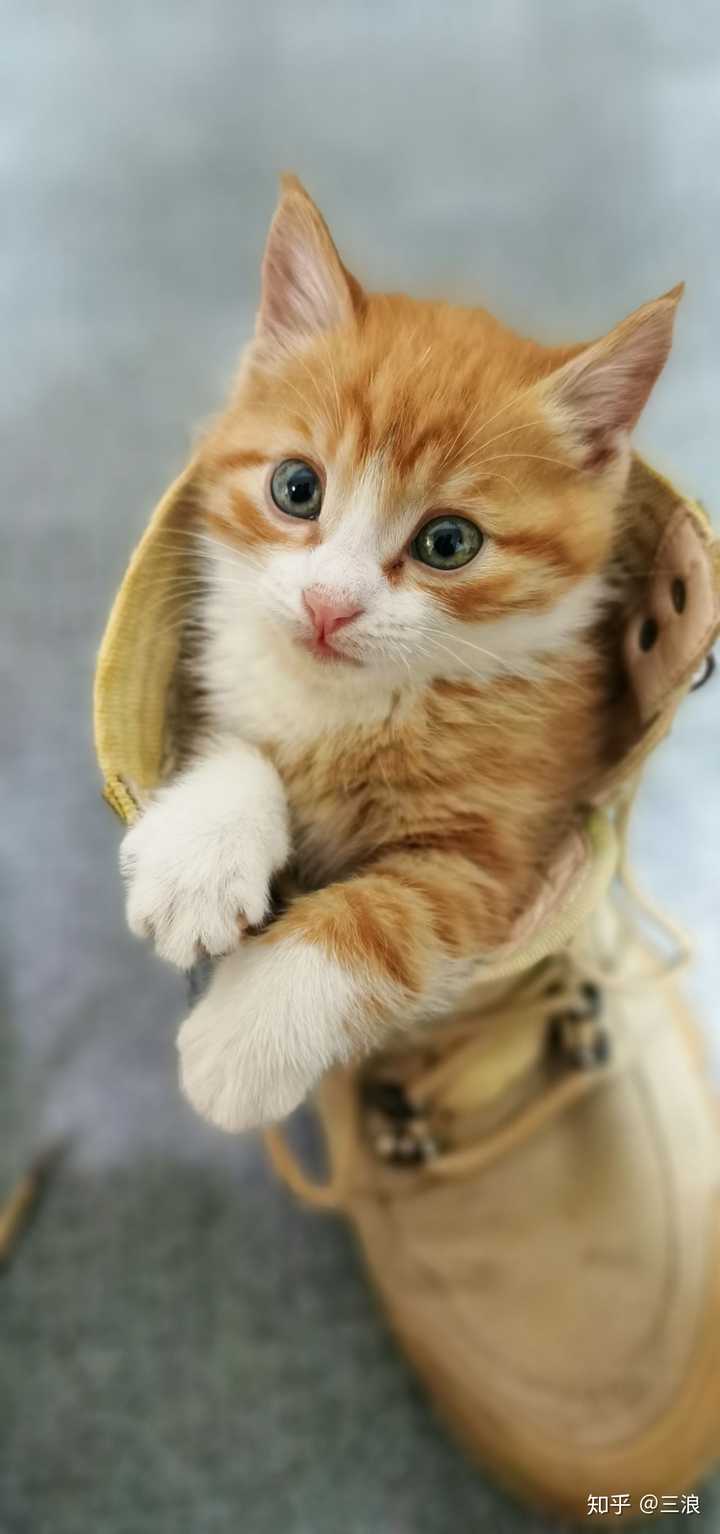 有一只很可爱的橘猫是什么体验?