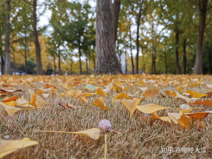 深秋的样子