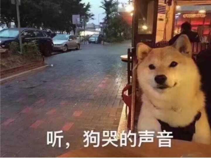 鱼哭了,水知道 狗哭了,谁知道