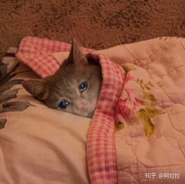 这种眼泪汪汪的猫猫表情包我怎么搜不到啊,好喜欢,可以跟我分享你们的