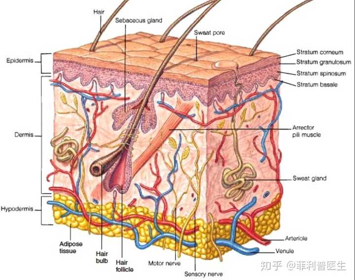 皮肤结构示意图