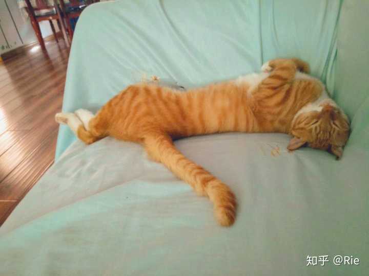 你见过最好看的橘猫长什么样