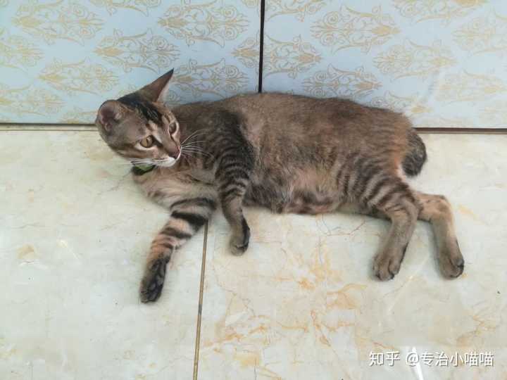 土猫真的养不熟?