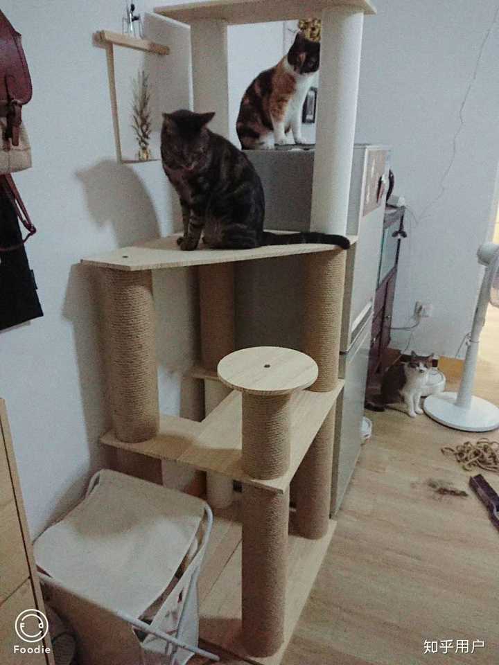 如何自制一个木质猫窝和猫爬架?