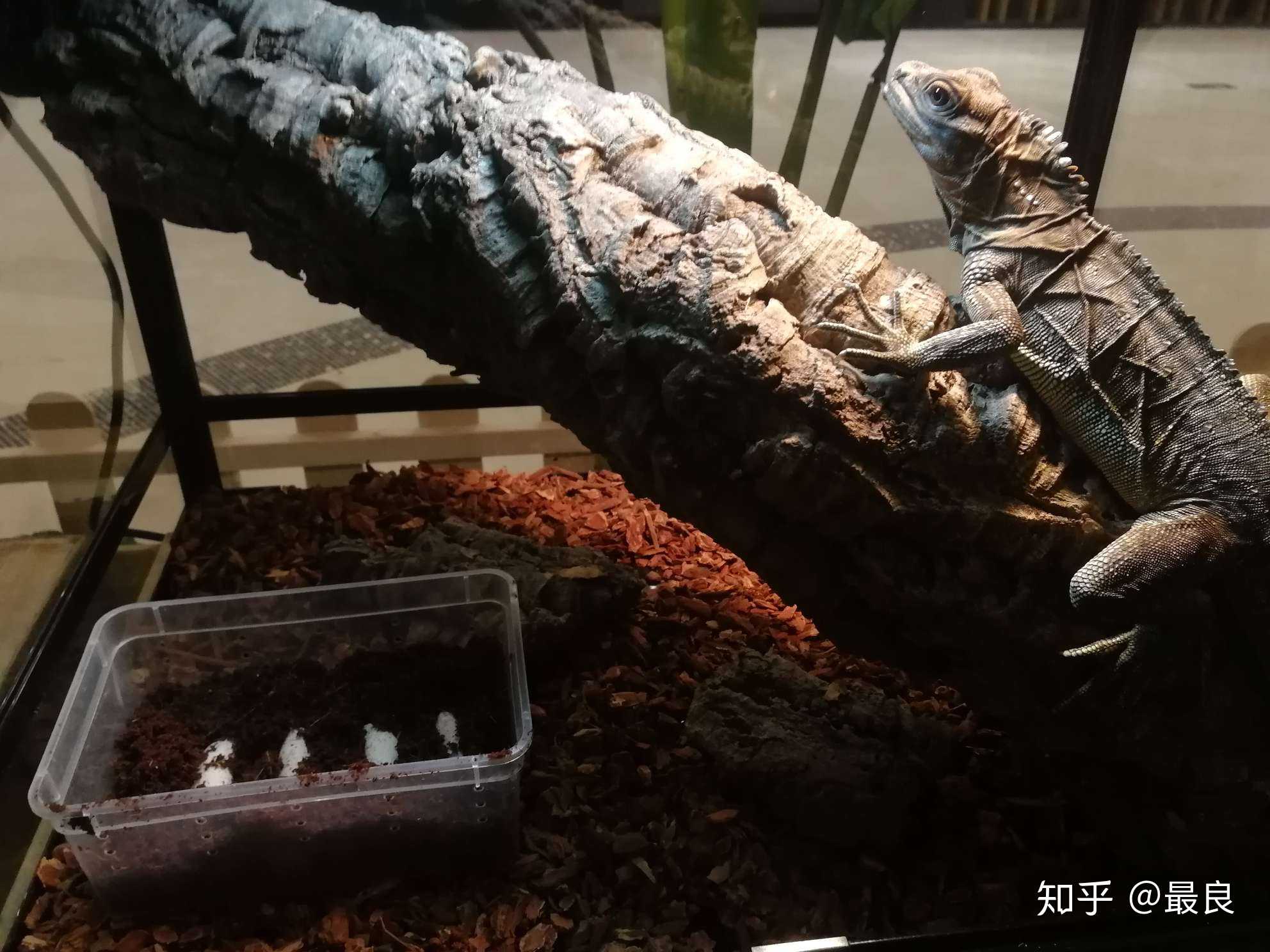 三年之行,终于攻破了菲律宾斑帆的繁殖.
