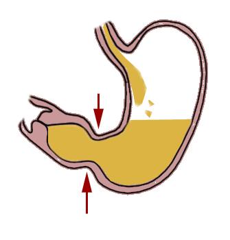 胃到底是以怎样的方式蠕动的?有动图可看吗?