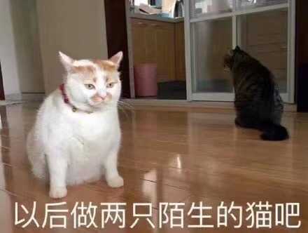 有哪些可爱的动物表情包?