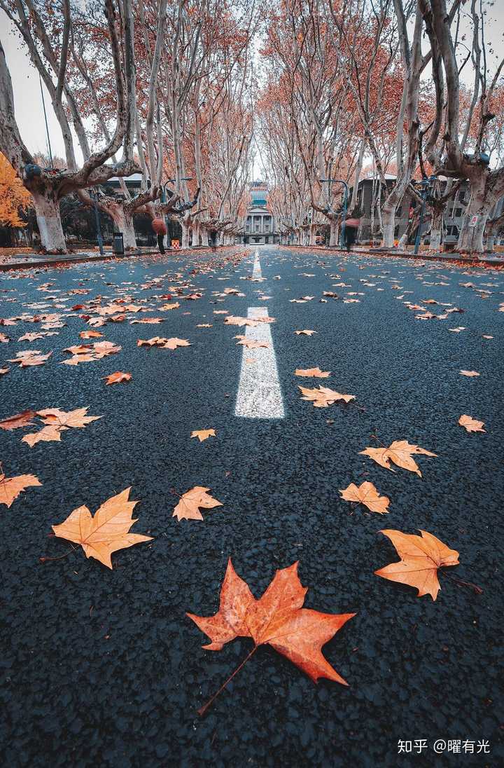 冬雨过后的东南大学中央大道,树叶落了一地
