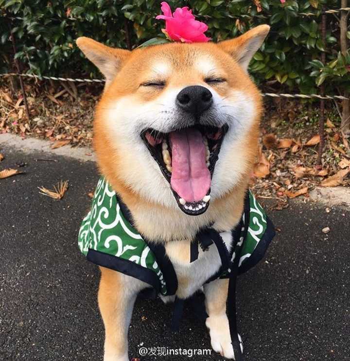 有没有一些柴犬或二哈超可爱的壁纸或头像?