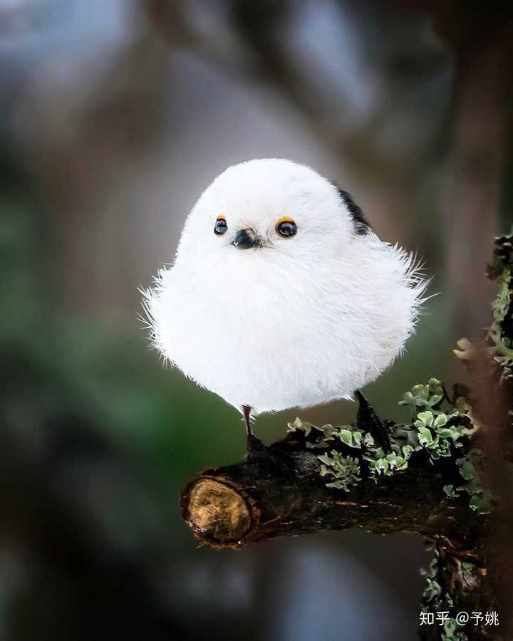 啾啾小胖鸟