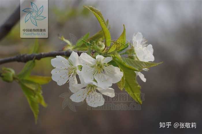 欧洲甜樱桃(大樱桃,车厘子)的花,气味非常淡;在国内上网搜"梨花"图片