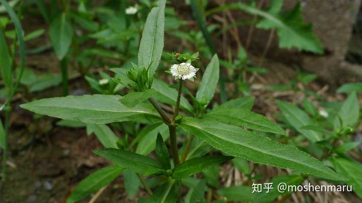 九层塔/千层塔,著名香草之一,真名罗勒 三角梅,家喻户晓的观赏花