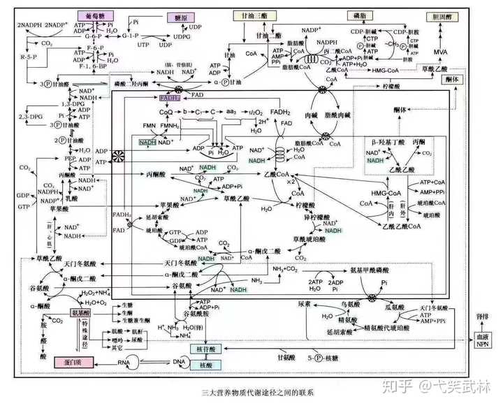 这只是生化三大代谢