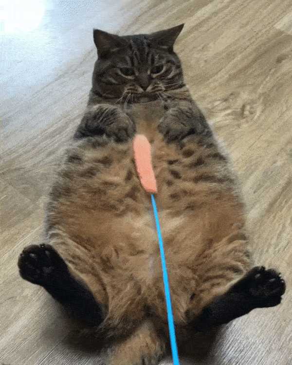 如何劝一只肥胖的猫咪运动?