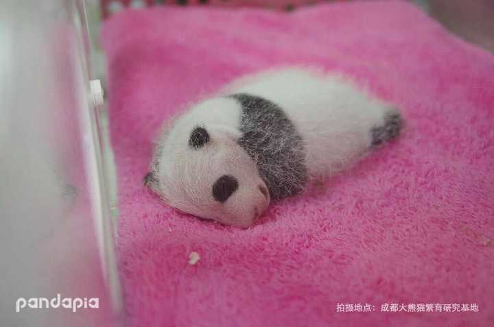 你有哪些珍藏的大熊猫小时候的照片或动图?