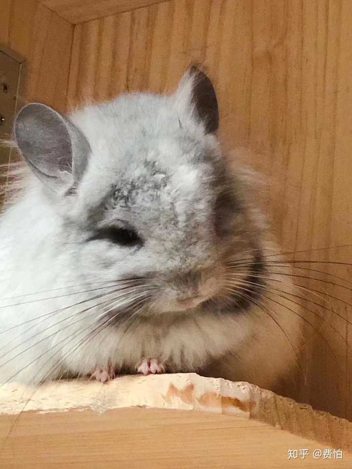 龙猫和荷兰猪哪个好养?