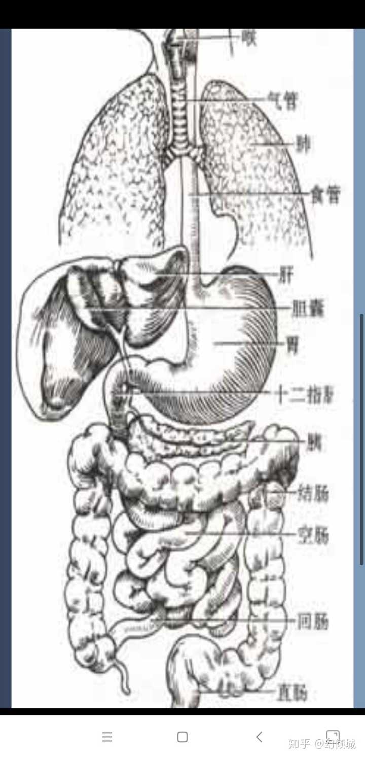 上腹正中间是什么器官?