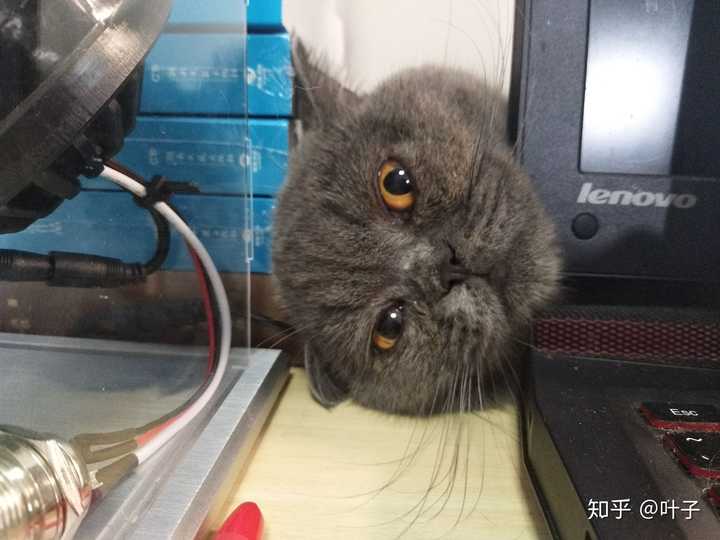 家里有只蓝猫是什么样的体验?