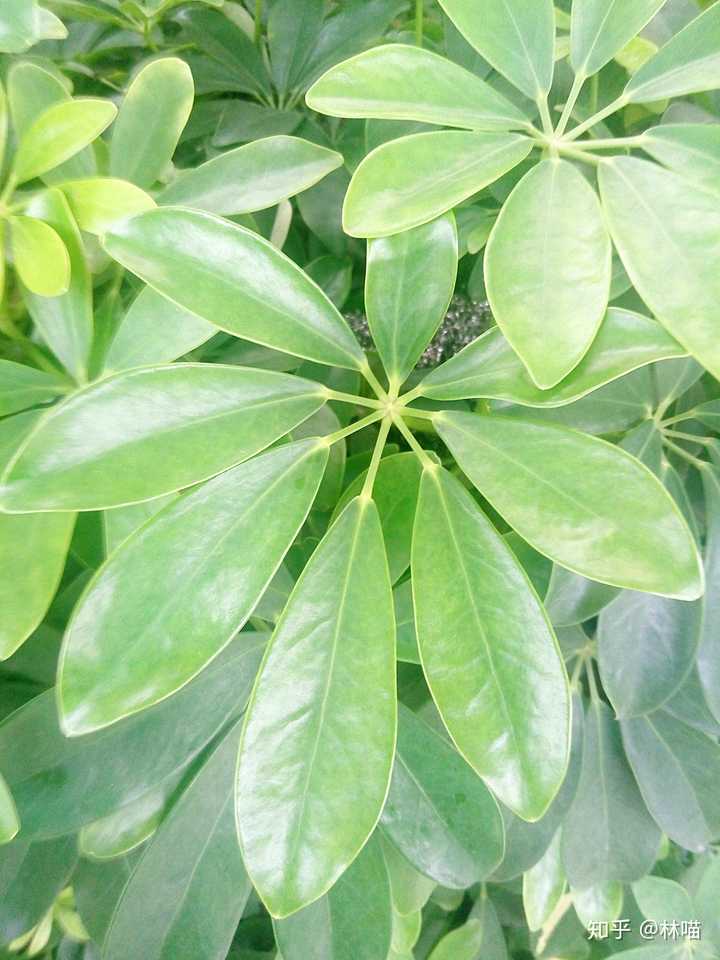 它叫 鹅掌藤(学名 schefflera arboricola),是与鹅掌柴同属不同种的