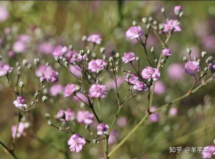 满天星,学名圆锥石头花