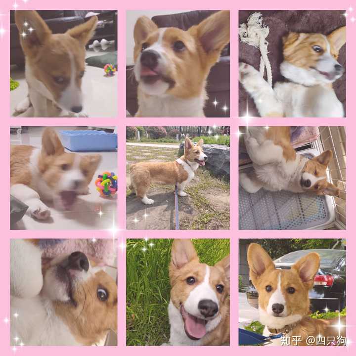 没错!柯基是中型犬!成年柯基体重25斤左右!