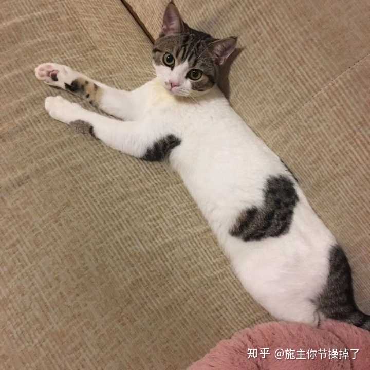 给我看看你们的田园猫吧!谢谢!