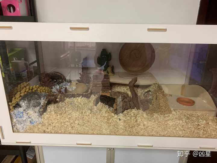 如何为仓鼠布置饲养环境