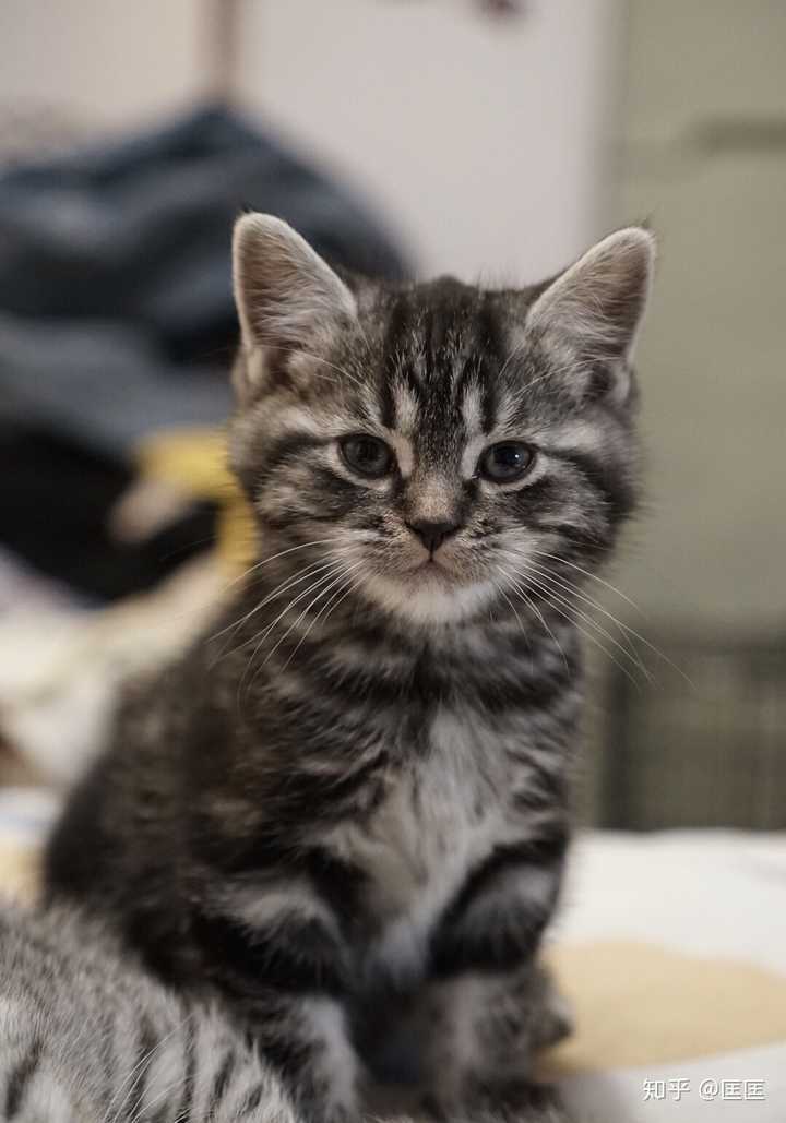 狸花猫的颜值有多高