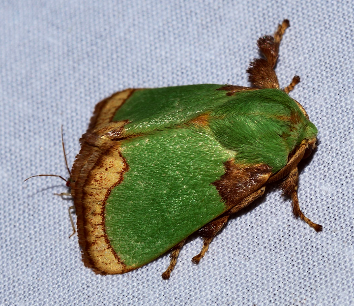 褐边绿刺蛾 parasa consocia 成虫的话给人一种 又小又敦实的气质