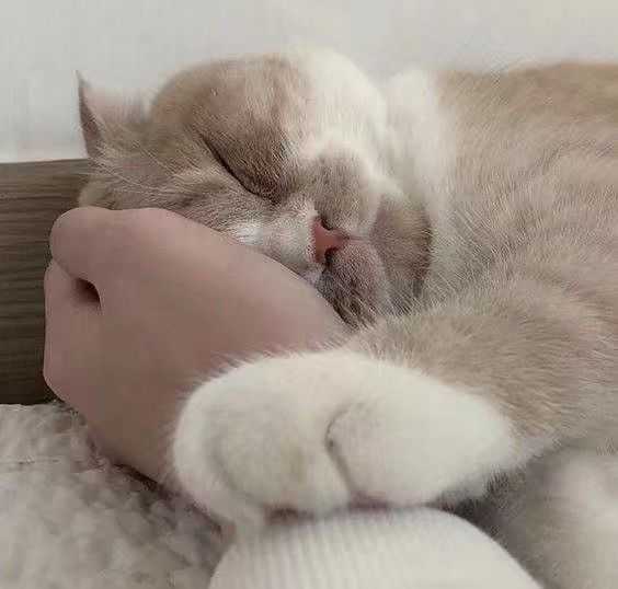 求图来了 有没有敲可爱的猫咪头像?