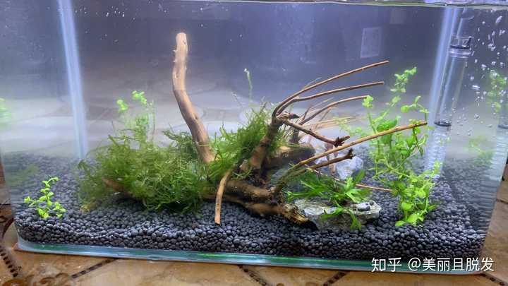 水草缸浑浊怎么办?