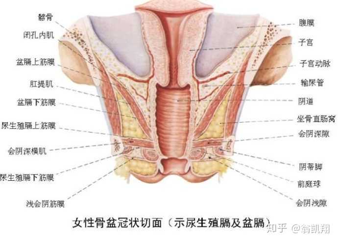 产后身体有哪些的变化,产后修复的要点?