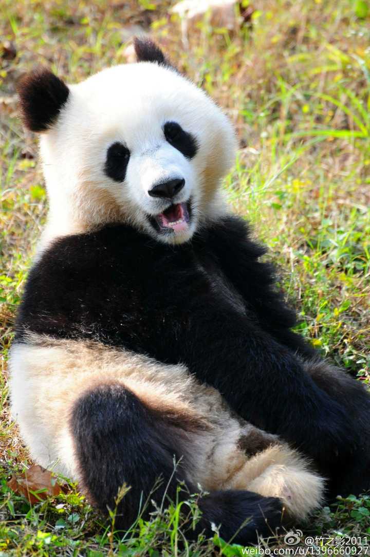 作为熊猫粉,你最爱的熊猫是哪一只?