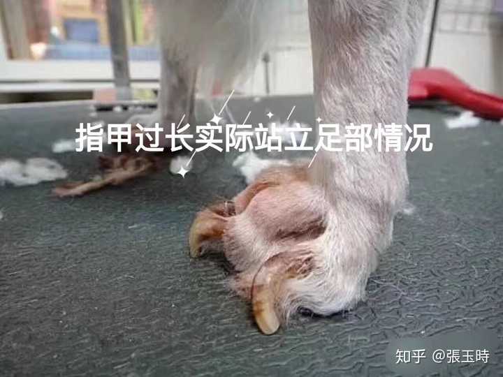 给狗狗断血线这么残忍,真的值得吗?