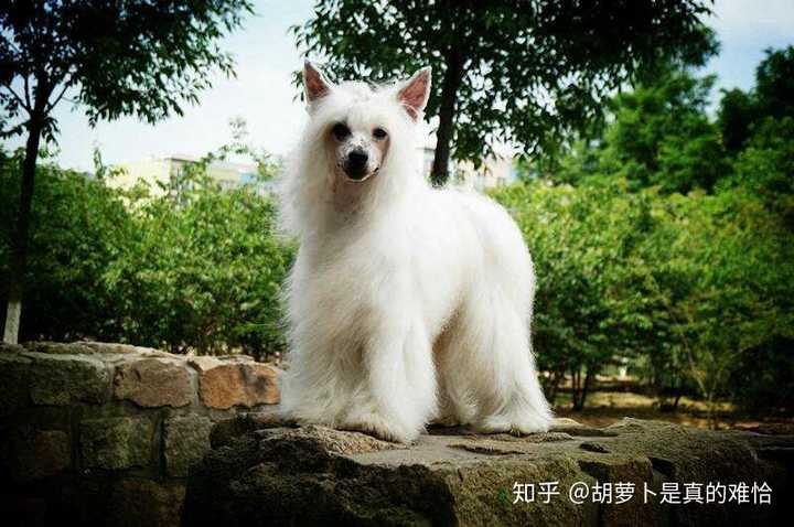 粉扑型冠毛犬,图源百度