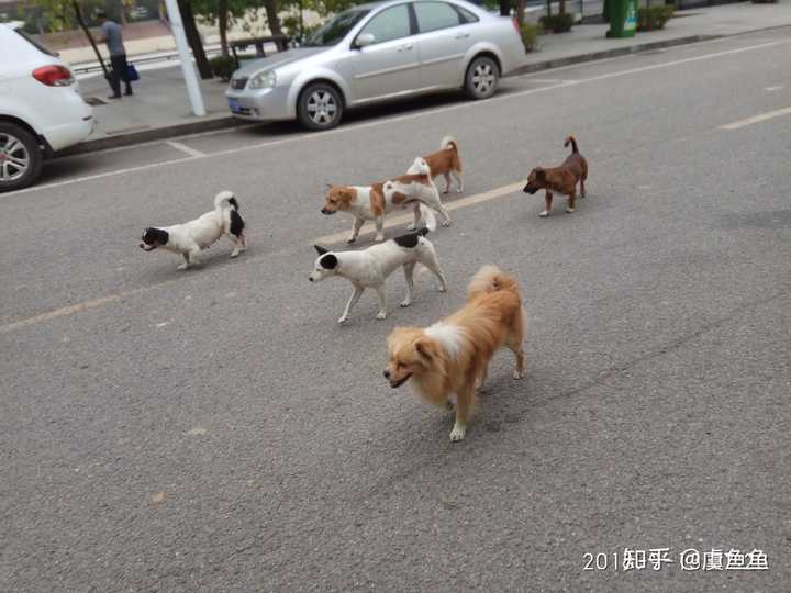 师院的狗会成群结队,有时候会在路上躺成一片