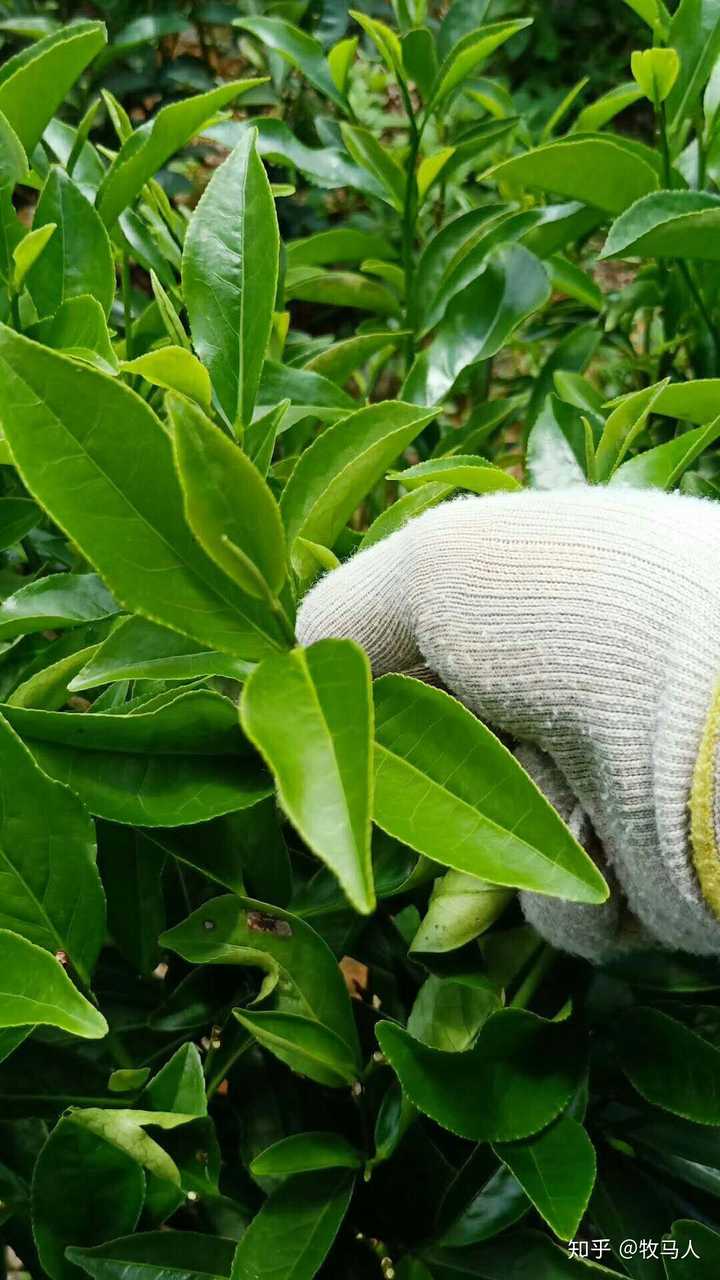 单丛乌叶白叶区别在哪里,有没有图片解说一下?
