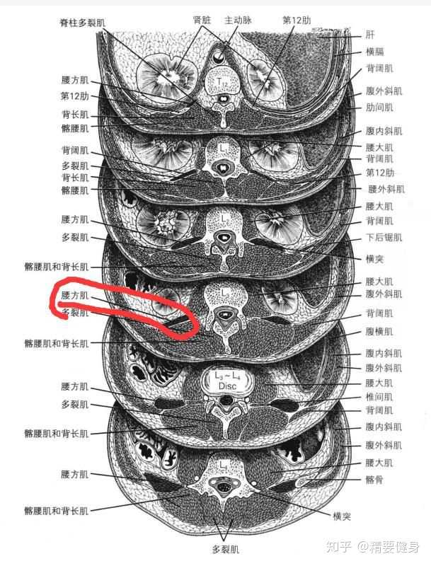 腰方肌不对称怎么解决?