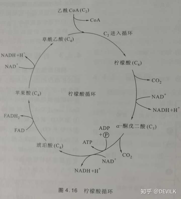 先来说说柠檬酸循环每一步的反应吧 如图,在丙酮酸进入线粒体后发生如