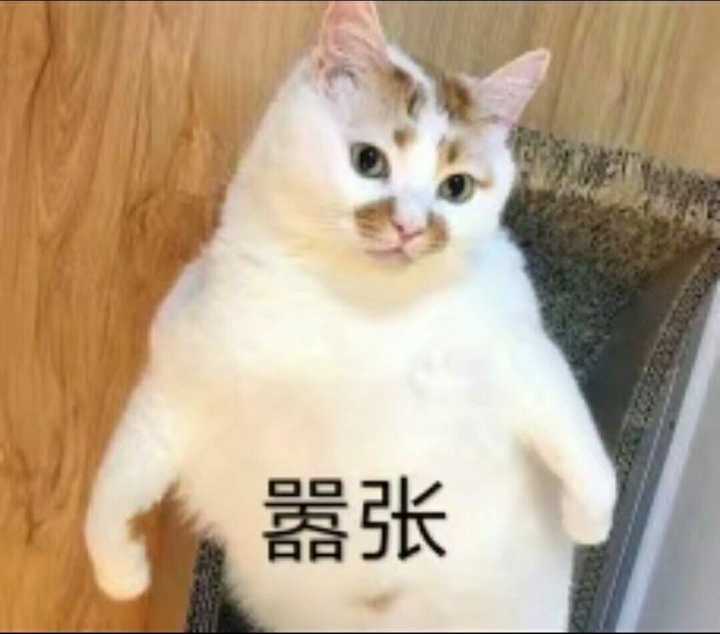 有什么特别可爱猫猫的动态图或表情包吗?