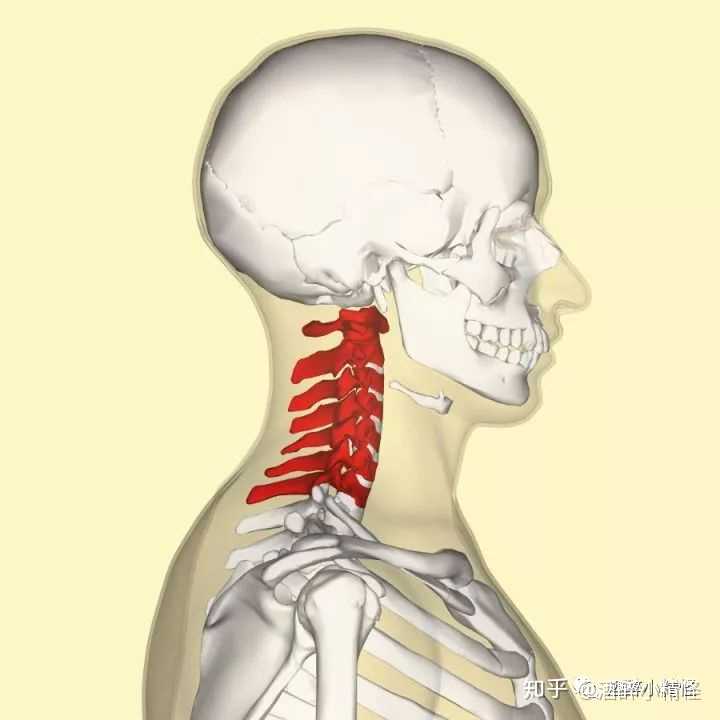 有些人天生脖颈骨骼长,再加上瘦弱,脂肪和肌肉都覆盖的单薄,因此视觉