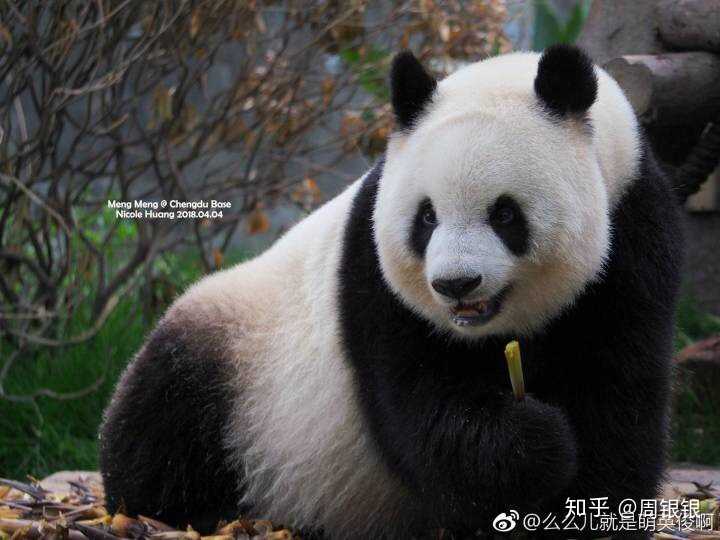 大熊猫胖达中谁比较帅(美,比较能吃的都有谁?