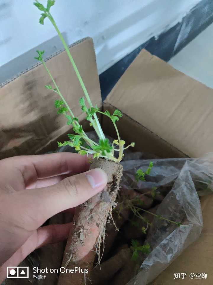 并夕夕买了十斤胡萝卜想吃减肥,结果吃不动了,全发芽了,现在扔在柜子